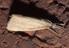 Diatraea evanescens P1250142a by 
xpda. Used under a CC BY-SA 4.0 license.