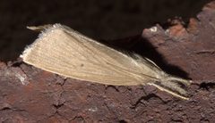 Diatraea evanescens P1250565a by
xpda. Used under a CC BY-SA 4.0 license.