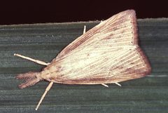 Adult sugarcane borer by US gov. Used under a Public domain license.