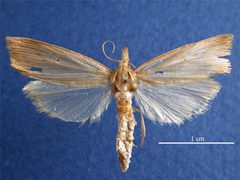 Diatraea saccharalis female dorsal by Rebecca Graham, Department of Agriculture Western Australia. Used under a CC BY 3.0 au license.