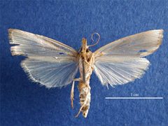Diatraea saccharalis female ventral by Rebecca Graham, Department of Agriculture Western Australia. Used under a CC BY 3.0 au license.