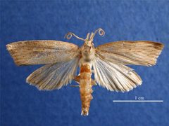 Diatraea saccharalis male dorsal by Rebecca Graham, Department of Agriculture Western Australia. Used under a CC BY 3.0 au license.