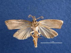 Diatraea saccharalis male ventral by Rebecca Graham, Department of Agriculture Western Australia. Used under a CC BY 3.0 au license.