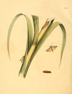 Sepp-Surinaamsche vlinders - pl 064 plate Diatraea saccharalis by Jan Sepp  (1778 - 1853). Used under a Public domain license.