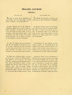 Sepp-Surinaamsche vlinders - pl 064 text1 Diatraea saccharalis by Jan Sepp (1778 - 1853). Used under a Public domain license.