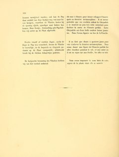 Sepp-Surinaamsche vlinders - pl 064 text2 Diatraea saccharalis by Jan Sepp  (1778 - 1853). Used under a Public domain license.
