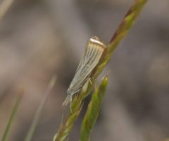 Agriphila plumbifimbriellus P1480222a by
xpda. Used under a CC BY-SA 4.0 license.