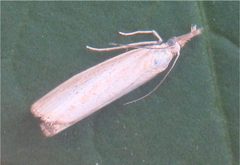 Agriphila straminella by Own work. Used under a CC BY-SA 3.0 license.