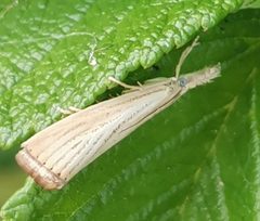 Agriphila straminella 138800142 by Ilkka Kaita-aho. Used under a CC0 license.
