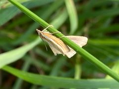 Agriphila straminella 89911276 by Peter Gabler. Used under a CC0 license.