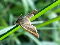 Agriphila straminella 89911333 by Peter Gabler. Used under a CC0 license.