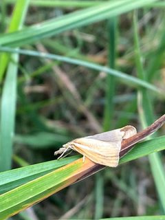 Agriphila straminella 89911372 by Peter Gabler. Used under a CC0 license.