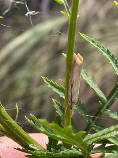 Agriphila straminella 91652624 by Peter Gabler. Used under a CC0 license.