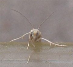Agriphila straminella voorzijde by Own work. Used under a CC BY-SA 3.0 license.