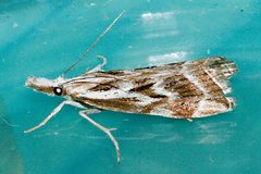 Catoptria oregonicus 01 by CBG Photography Group, Centre for Biodiversity Genomics. Used under a CC0 license.