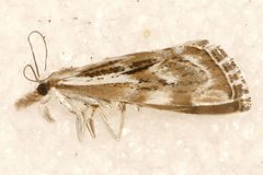 Catoptria oregonicus 02 by CBG Photography Group, Centre for Biodiversity Genomics. Used under a CC0 license.