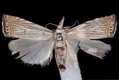 Chrysoteuchia topiarius by Jeremy deWaard, University of British Columbia. Used under a CC BY 3.0 license.