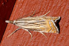 Chrysoteuchia topiarius 01 by CBG Photography Group, Centre for Biodiversity Genomics. Used under a CC0 license.