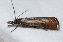 Chrysoteuchia topiarius 02 by CBG Photography Group, Centre for Biodiversity Genomics. Used under a CC0 license.