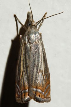 Chrysoteuchia topiarius 04 by CBG Photography Group, Centre for Biodiversity Genomics. Used under a CC0 license.