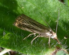 Chrysoteuchia topiarius 1 by Jacy Lucier. Used under a CC BY-SA 4.0 license.
