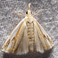 Crambus agitatellus 1 by Jacy Lucier. Used under a CC BY-SA 4.0 license.
