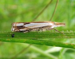 Crambus agitatellus 2 by Jacy Lucier. Used under a CC BY-SA 4.0 license.