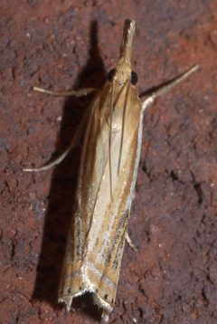 Crambus agitatellus P1220051b by 
xpda. Used under a CC BY-SA 4.0 license.