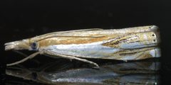 Crambus agitatellus P1630426a by 
xpda. Used under a CC BY-SA 4.0 license.