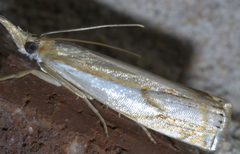 Crambus agitatellus P1650125a by 
xpda. Used under a CC BY-SA 4.0 license.