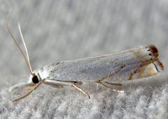 Crambus albellus by Jacy Lucier. Used under a CC BY-SA 4.0 license.