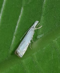 Crambus albellus-IMG 3229-cr by TeamZissou~commonswiki. Used under a CC BY-SA 4.0 license.