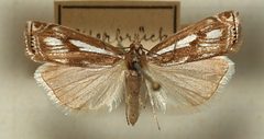 Crambus.alienellus.mounted by Sarefo. Used under a CC BY-SA 3.0 license.