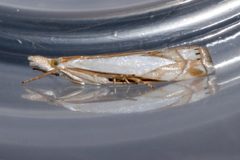 Crambus bidens by CBG Photography Group, Centre for Biodiversity Genomics. Used under a CC0 license.