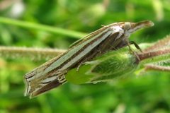 Crambus laqueatellus by Jacy Lucier. Used under a CC BY-SA 4.0 license.