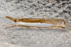 Crambus leachellus 2 by CBG Photography Group, Centre for Biodiversity Genomics. Used under a CC0 license.