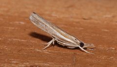 Fissicrambus haytiellus by Laura Gaudette. Used under a CC BY 4.0 license.