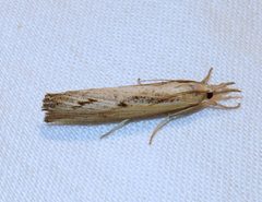 Fissicrambus mutabilis 1 by Jacy Lucier. Used under a CC BY-SA 4.0 license.