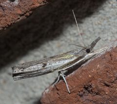 Fissicrambus mutabilis P1100216a by 
xpda. Used under a CC BY-SA 4.0 license.