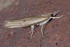 Fissicrambus mutabilis P1120831a by 
xpda. Used under a CC BY-SA 4.0 license.