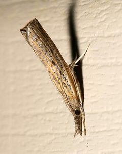 Fissicrambus profanellus by Mike Boone. Used under a CC BY-SA 2.5 license.