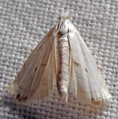 Microcrambus biguttellus by Jacy Lucier. Used under a CC BY-SA 4.0 license.