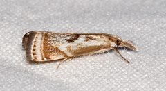Microcrambus elegans by Mike Boone. Used under a CC BY-SA 2.5 license.
