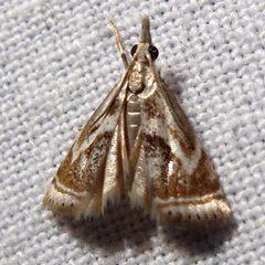 Microcrambus elegans 1 by Jacy Lucier. Used under a CC BY-SA 4.0 license.