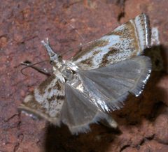 Microcrambus elegans P1290072a by 
xpda. Used under a CC BY-SA 4.0 license.