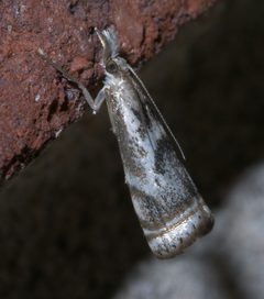 Microcrambus elegans P1300184a by 
xpda. Used under a CC BY-SA 4.0 license.