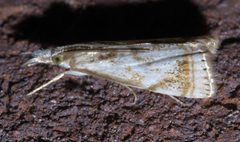Microcrambus elegans P1440761a by 
xpda. Used under a CC BY-SA 4.0 license.