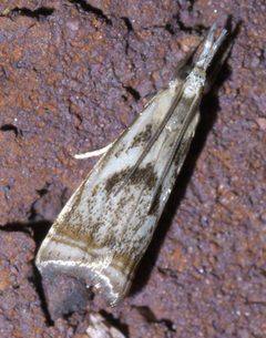Microcrambus elegans P1630124a by 
xpda. Used under a CC BY-SA 4.0 license.