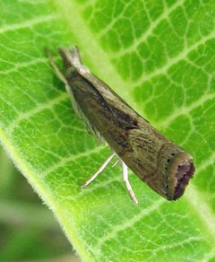 Parapediasia teterrella 1 by Jacy Lucier. Used under a CC BY-SA 4.0 license.