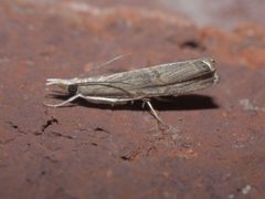Parapediasia teterrellus P1310692a by 
xpda. Used under a CC BY-SA 4.0 license.